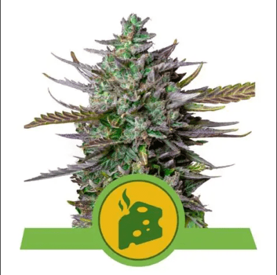 BLUE CHEESE AUTO X3 - ROYAL QUEEN SEEDS