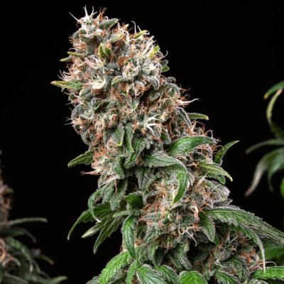 BLUE MYSTIC FEM X3 - ROYAL QUEEN SEEDS