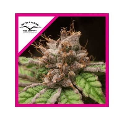 BLUEBERRY FEM X3 - DUTCH PASSION