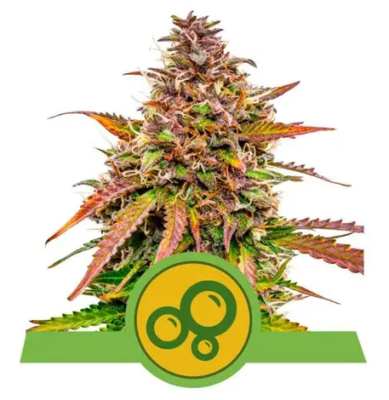 BUBBLE KUSH AUTO X3 - ROYAL QUEEN SEEDS