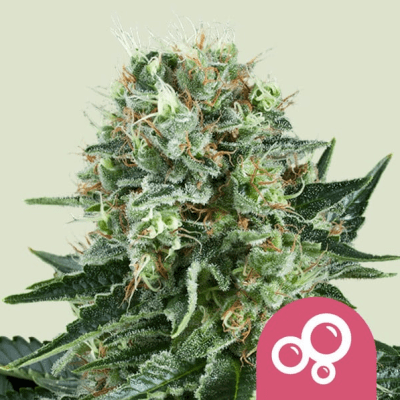 BUBBLE KUSH FEM X3 - ROYAL QUEEN SEEDS
