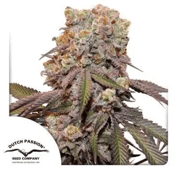 CANDY BUBATZ XL FEM X3 - DUTCH PASSION