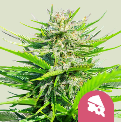 CHEESE FAST X3 - ROYAL QUEEN SEEDS
