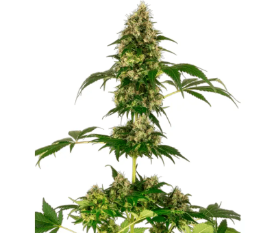 COBALT HAZE FEM X3 - SENSI SEEDS