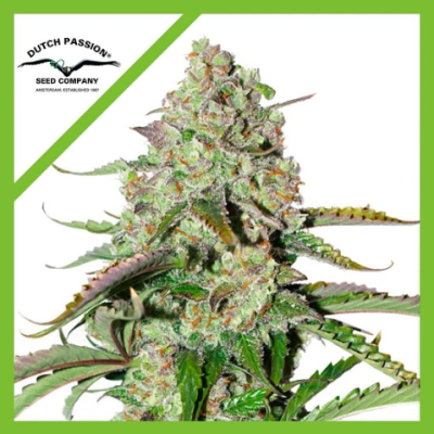 COLORADO COOKIES AUTO X3 - DUTCH PASSION1