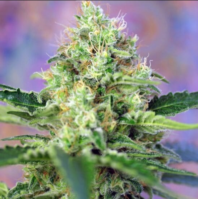 CRYSTAL CANDY FEM X3+1 - SWEET SEEDS