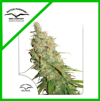 DESFRAN AUTO X3 - DUTCH PASSION