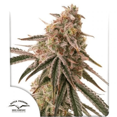 FROZEN BISCOTTI FEM X3 - DUTCH PASSION