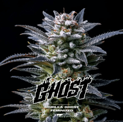 GORILLA GHOST FEM GK X4 - BSF SEEDS