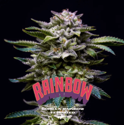 GORILLA RAINBOW FEM GK X4 - BSF SEEDS