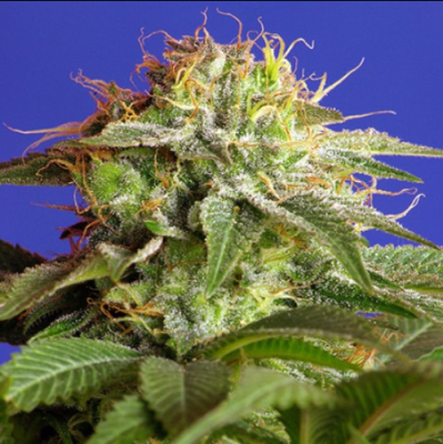 GREEN POISON FAST VERSION X3+1 - SWEET SEEDS