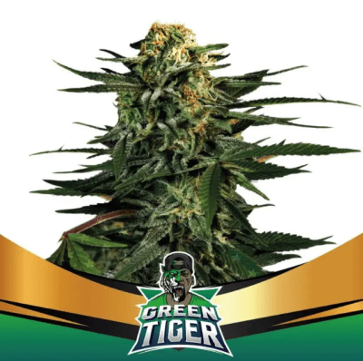 GREEN TAGER FAST VERSION X4 - BSF SEEDS