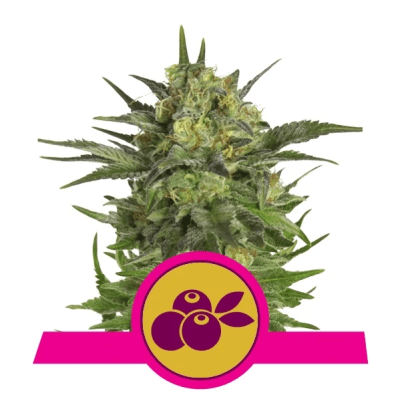 HAZE BERRY FEM X3 - ROYAL QUEEN SEEDS