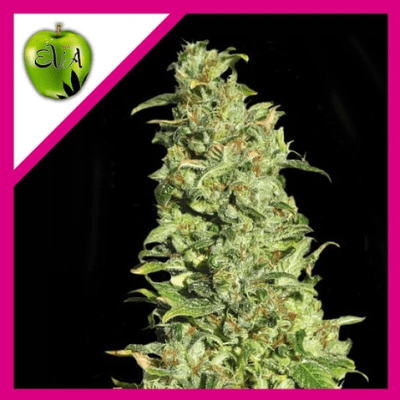 HIGH LEVEL FEM X3+1 - EVA SEEDS