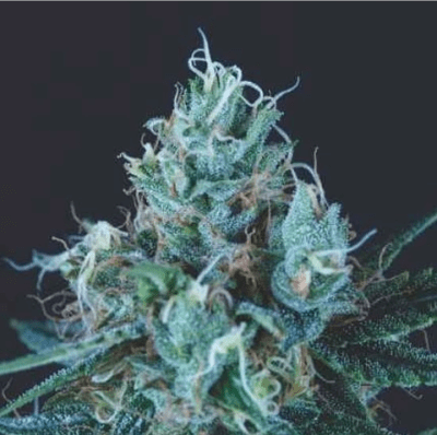 ICE CREAM FEM X5+2 - PYRAMID SEEDS