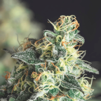 LEMON LARRY OG FEM X5+2 - PYRAMID SEEDS