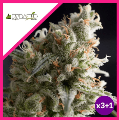 LENNON FEM X3+1 - PYRAMID SEEDS