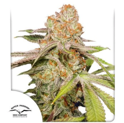 MAC #1 AUTO X3 - DUTCH PASSION