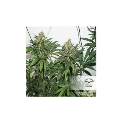 MASTER KUSH FEM X3 - DUTCH PASSION