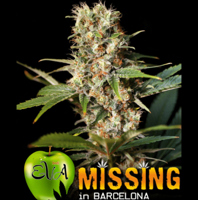 MISSING IN BARCELONA FEM X3+1 - EVA SEEDS