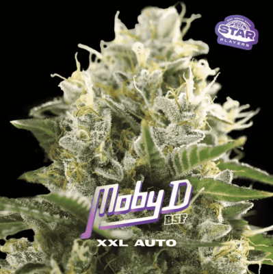 MOBY D XXL AUTO X12 - BSF SEEDS