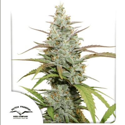 MOKUM'S TULIP FEM X3 - DUTCH PASSION