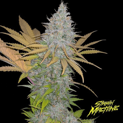 MONSTER YETI FEM X3+1 - STRAIN MACHINE1