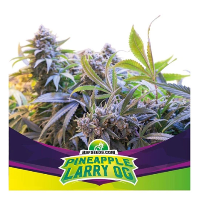 PINEAPPLE LARRY OG *SP FEM X4 - BSF SEEDS