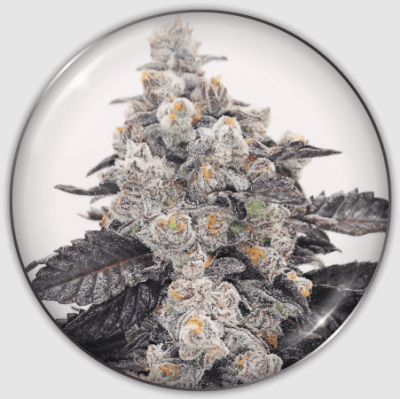 PINK SHERBERT FEM X3 - MEDICAL SEEDS