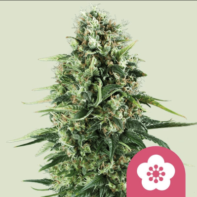 POWER FLOWER X3 - ROYAL QUEEN SEEDS
