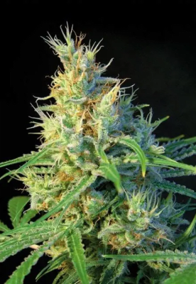 PSICODELICIA FEM X3+1 - SWEET SEEDS