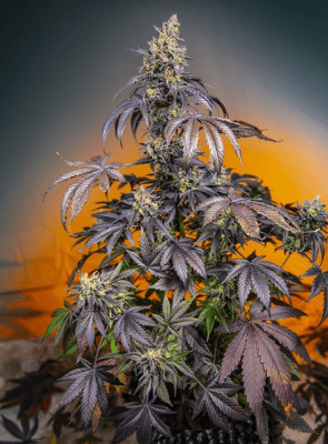 RED GORILLA GIRL XL AUTO X3+1 - SWEET SEEDS1