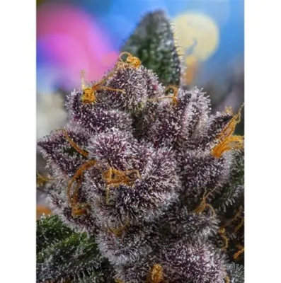 RED STRAWBERRY BANANA AUTO X3+1 - SWEET SEEDS
