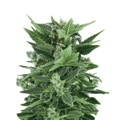 ROYAL KUSH AUTO X3 - ROYAL QUEEN SEEDS