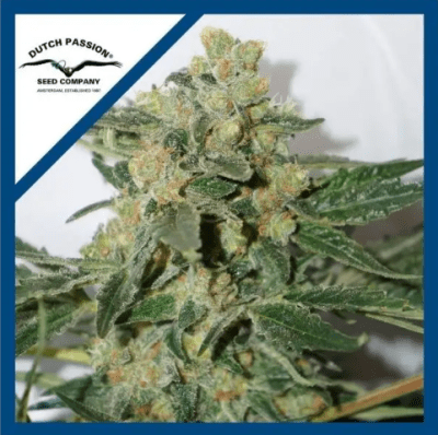 SHAMAN FEM X3 - DUTCH PASSION
