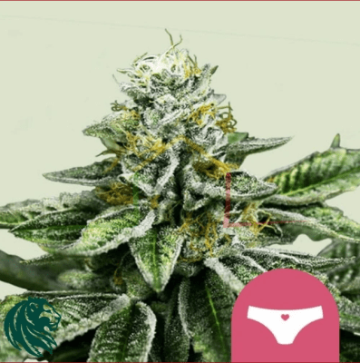 SHERBET QUEEN FEM X3 - ROYAL QUEEN SEEDS