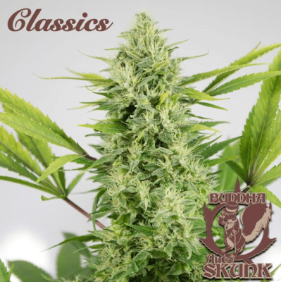 SKUNK CLASSICS AUTO X3+1 - BUDDHA SEEDS