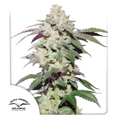 SKYWALKER HAZE FEM X3 - DUTCH PASSION