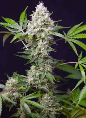 SWEET AMNESIA HAZE XL X3+1 - SWEET SEEDS