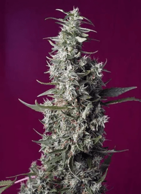 SWEET CHERRY PIE FEM X3+1 - SWEET SEEDS1