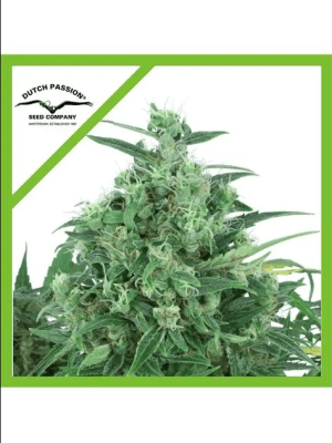 THINK DIFFERENT AUTO X3 - DUTCH PASSION