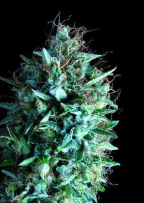 TUTANKHAMON X RUNTZ FEM X5 - PYRAMID SEEDS