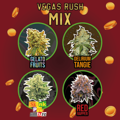 VEGAS RUSH FEMINIZED X4 - DELIRIUM SEEDS