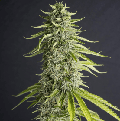 VIEJO TOBY FEM X3+1 - EVA SEEDS1