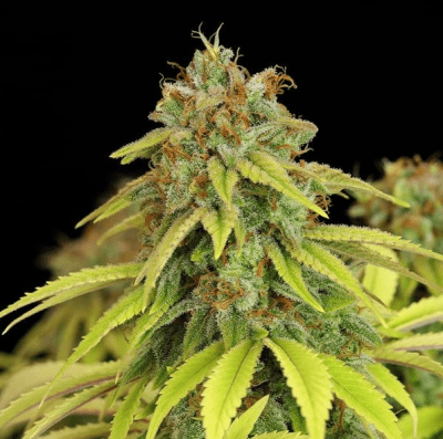 WEDDING CRASHER FEM X3 - ROYAL QUEEN SEEDS