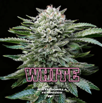 WHITE GORILLA FEM GK X4 - BSF SEEDS