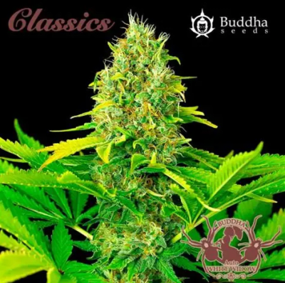 WHITE WIDOW CLASSICS AUTO X3+1 - BUDDHA SEEDS