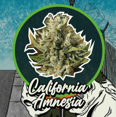 CALIFORNIA AMNESIA AUTO X4 - DELIRIUM SEEDS