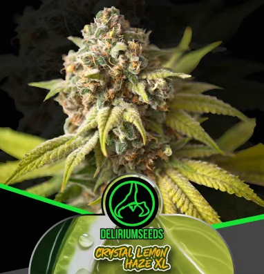 CRYSTAL LEMON HAZE XL AUTO X4 - DELIRIUM SEEDS