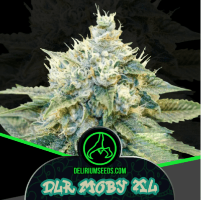 DLR MOBY XL AUTO X4 - DELIRIUM SEEDS